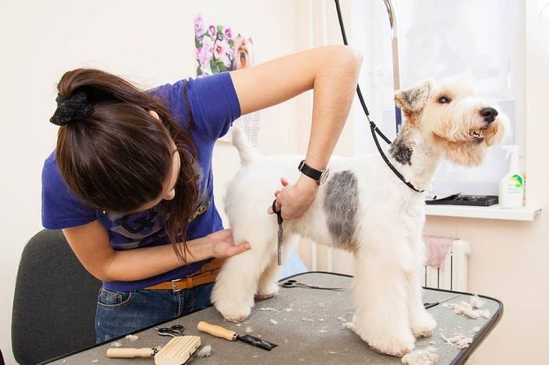 V&M Mobile Pet Grooming of Cooper City