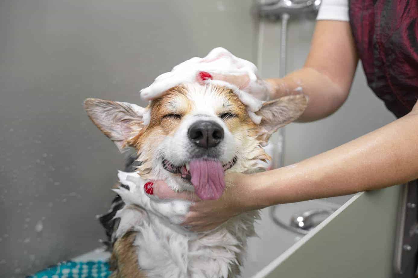 Tips to Keep Your Dog Looking Great Between Mobile Grooming Sessions